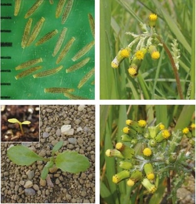 Groundsel at four growth stages